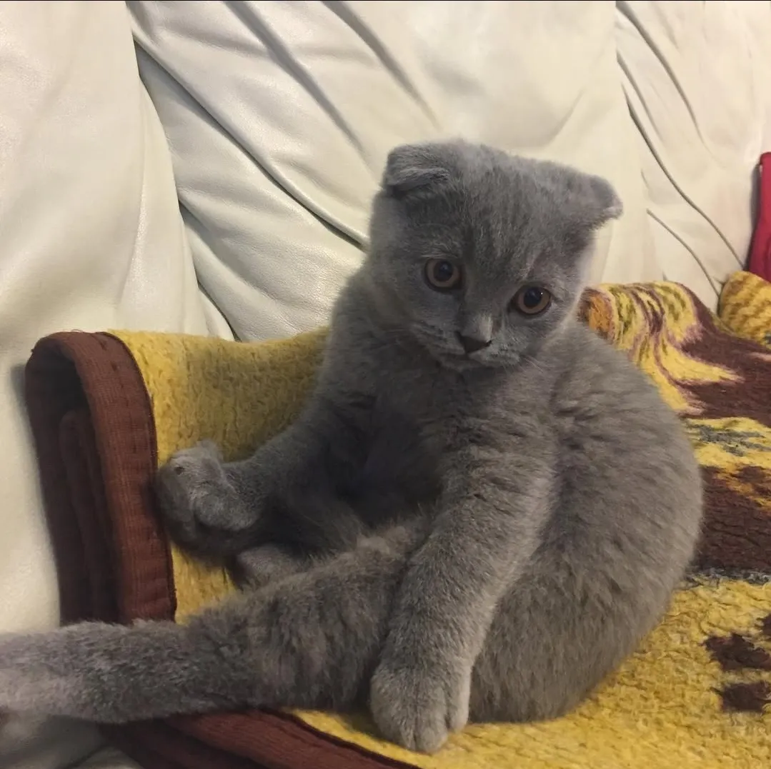 Cute kitten 1