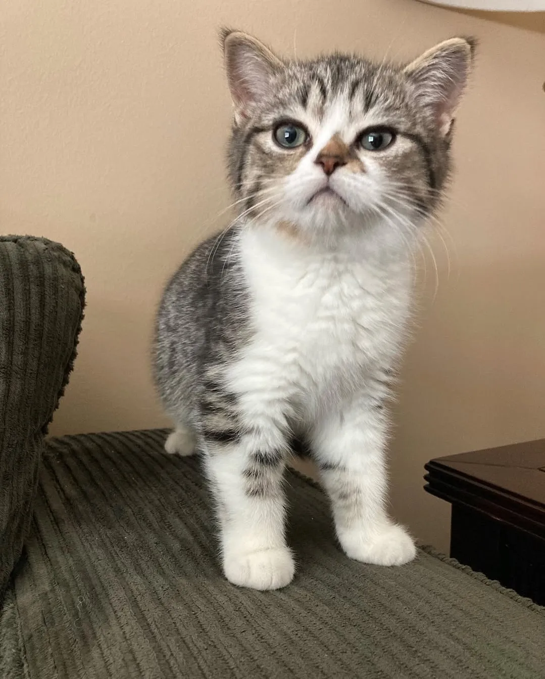 Cute kitten 2
