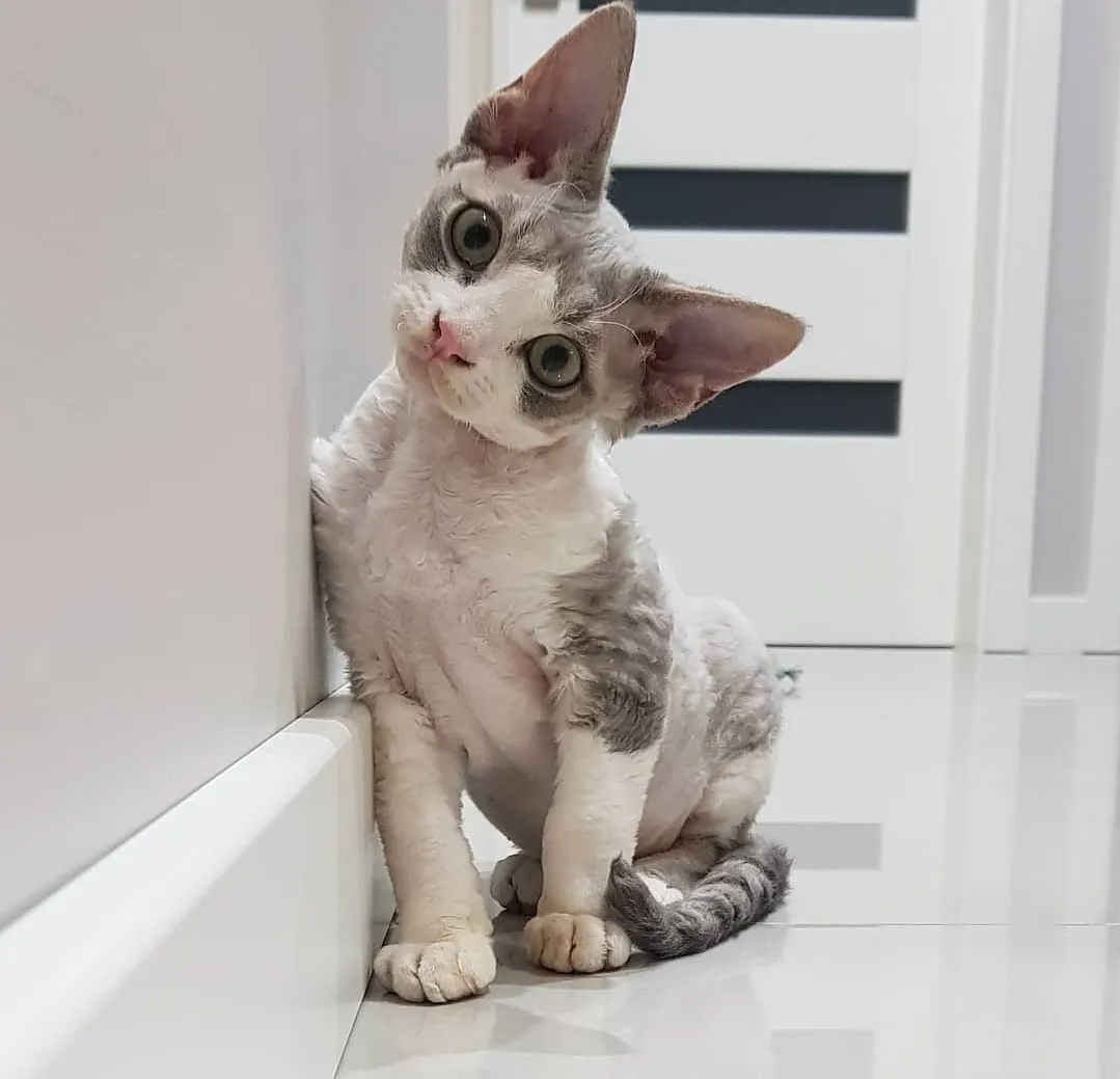 Cute kitten 3