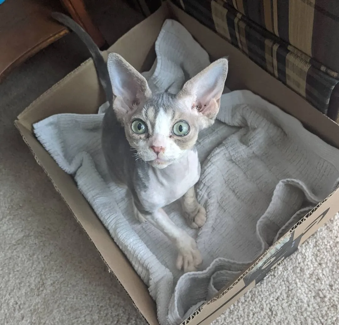 Cute kitten 4