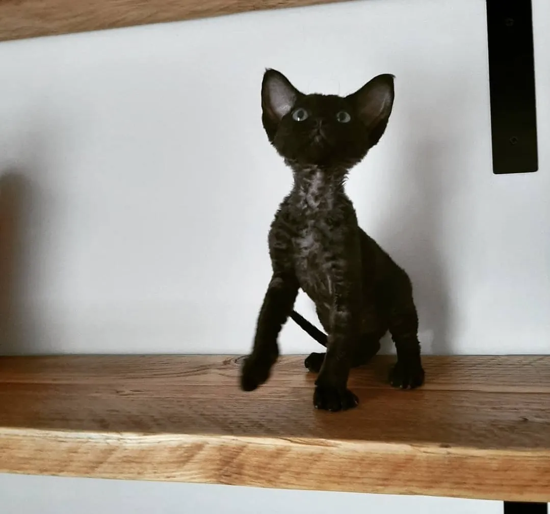 Elvis