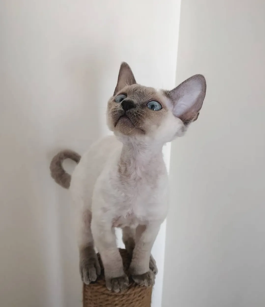 Misty