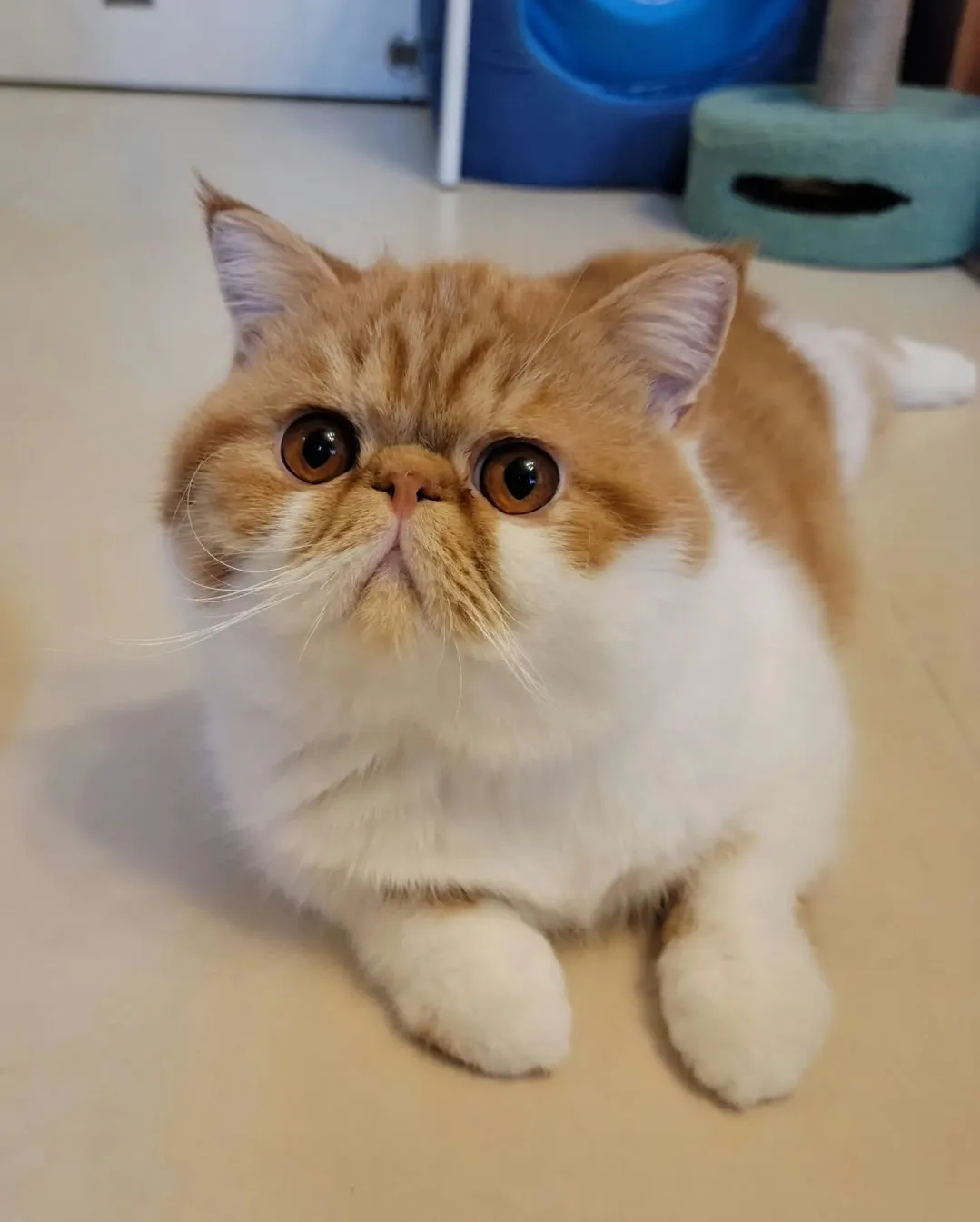 Nala
