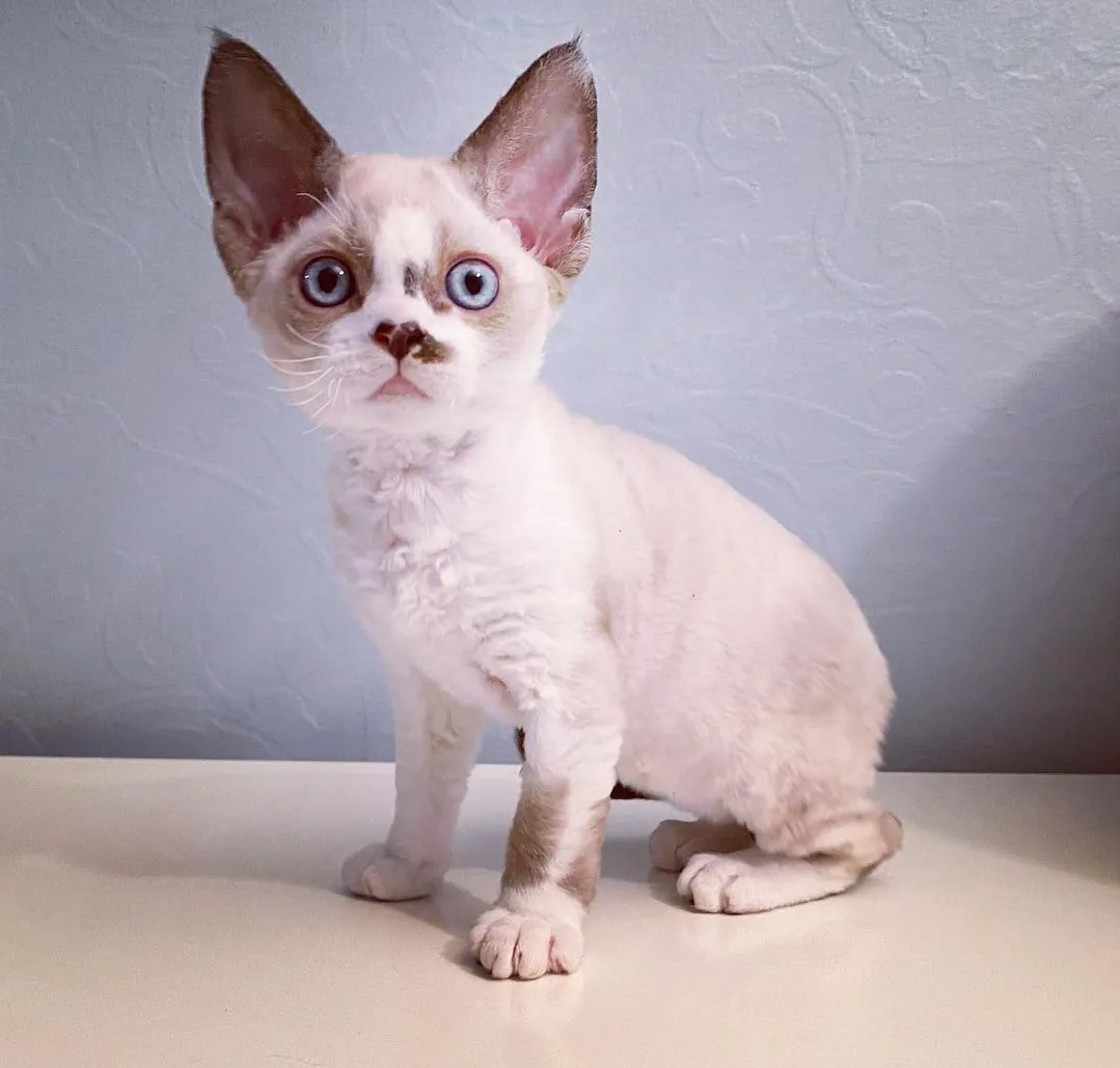 Loki
