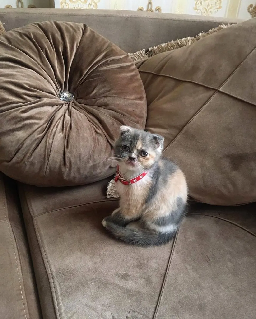 Timbit